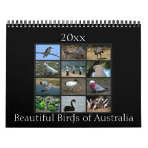 Pássaros australianos coloridos