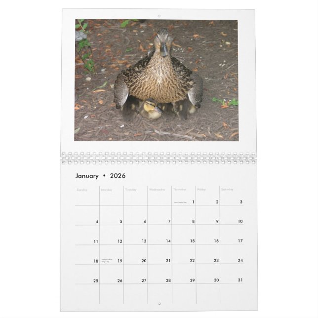 Calendário Pato selvagem Duckings (Jan 2026)