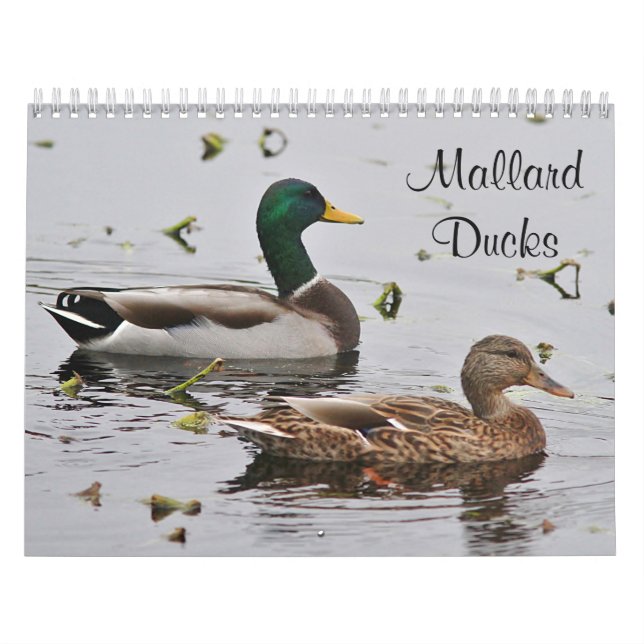 Calendário Patos do pato selvagem (Capa)