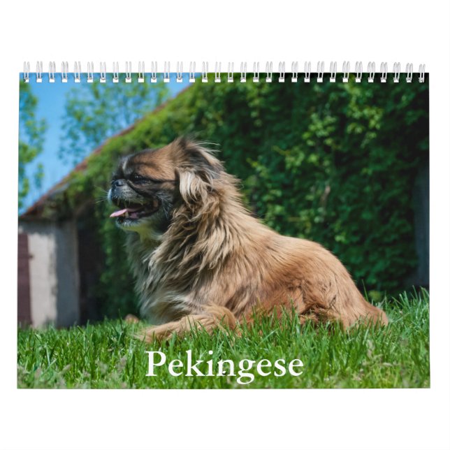 Calendário Pekingês (Capa)