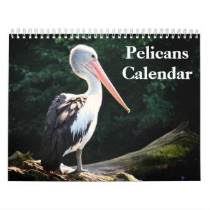 Calendário Pelicanos Ave