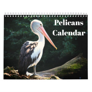 Calendário Pelicanos Pássaro 2027