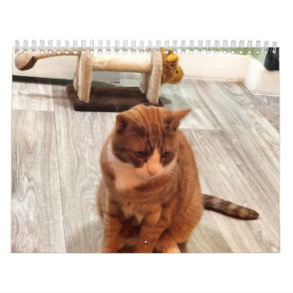 Calendário Pelo Amor Dos Gatos