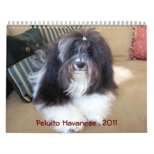 Calendário Peluito Havanese. 2011