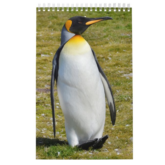 Calendário Pinguim-Pedia: Pinguins do mundo (Capa)