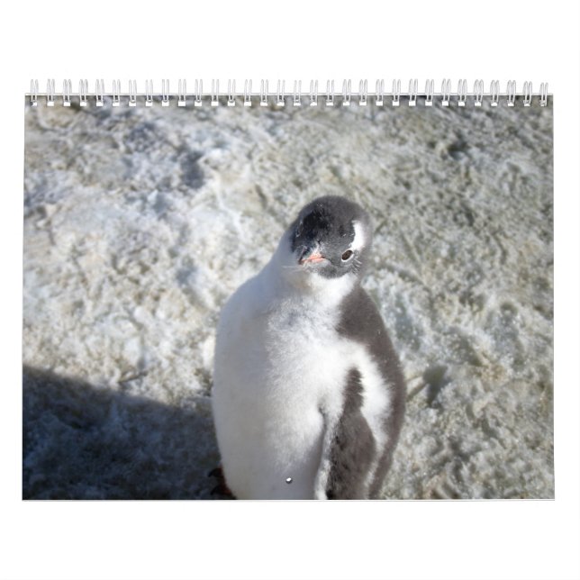 Calendário Pinguins da Antártica (Capa)