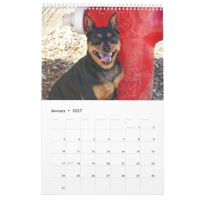 Calendário Pinscher Miniatura Um (Jan 2027)