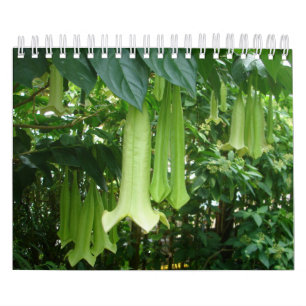 Calendário Plantas tropicais da floresta húmida