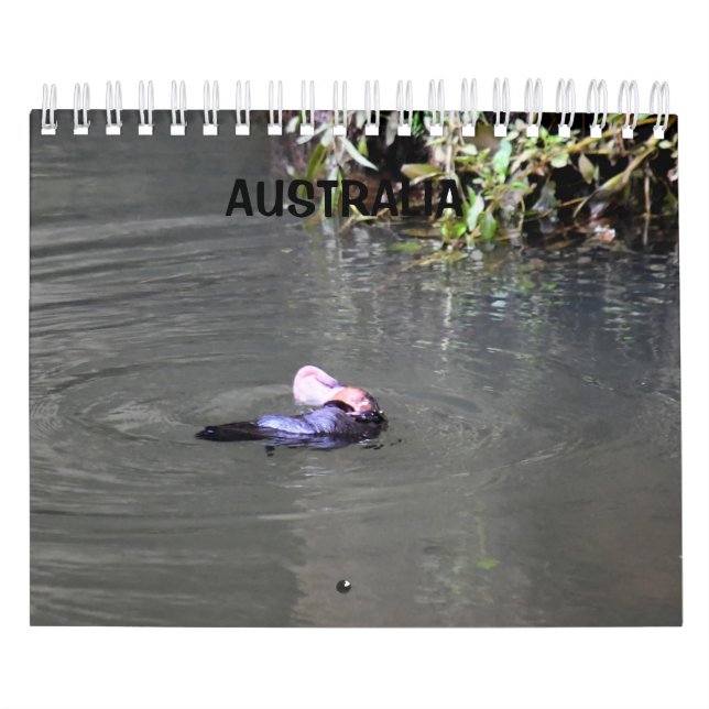 CALENDÁRIO PLATYPUS AUSTRÁLIA (Capa)