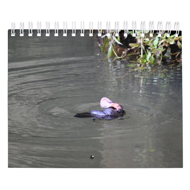 CALENDÁRIO PLATYPUS AUSTRÁLIA (Capa)