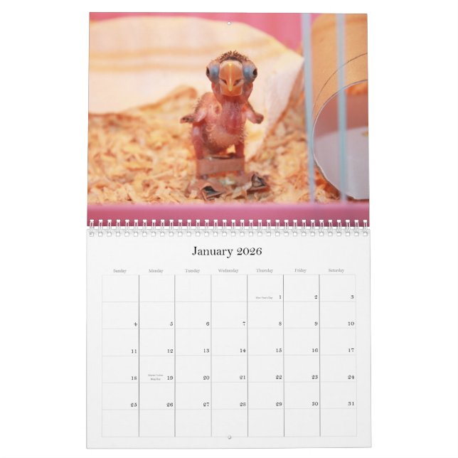 Calendário Pocky o lovebird o mais bonito (Jan 2026)