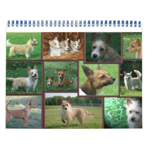 Calendário português do Podengo Pequeno