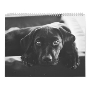 Calendário preto de Labrador 2018