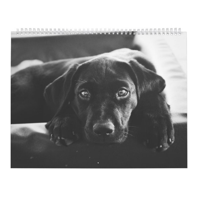 Calendário Preto Labrador (Capa)