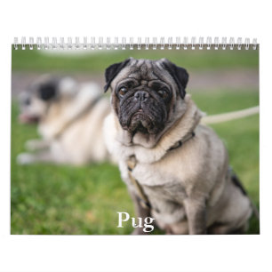 Calendário Pug