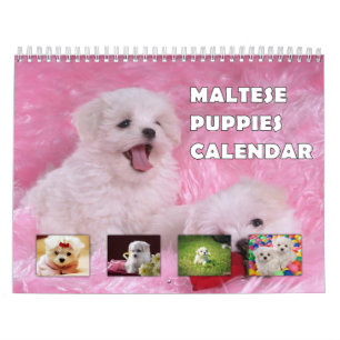 Calendário Puppies Malteses