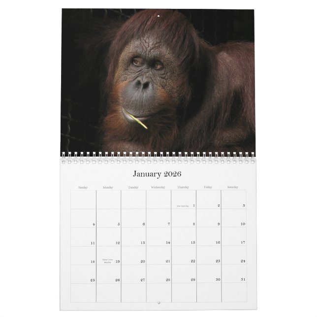 Calendário Quem se importa se é sazonal? (Jan 2026)