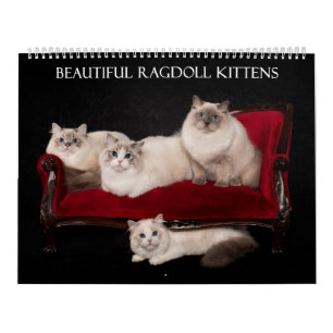 Calendário Ragdoll Kitten Calendar