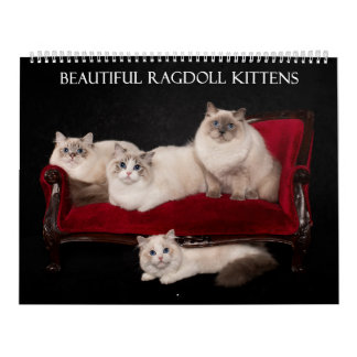 Calendário Ragdoll Kitten Calendar