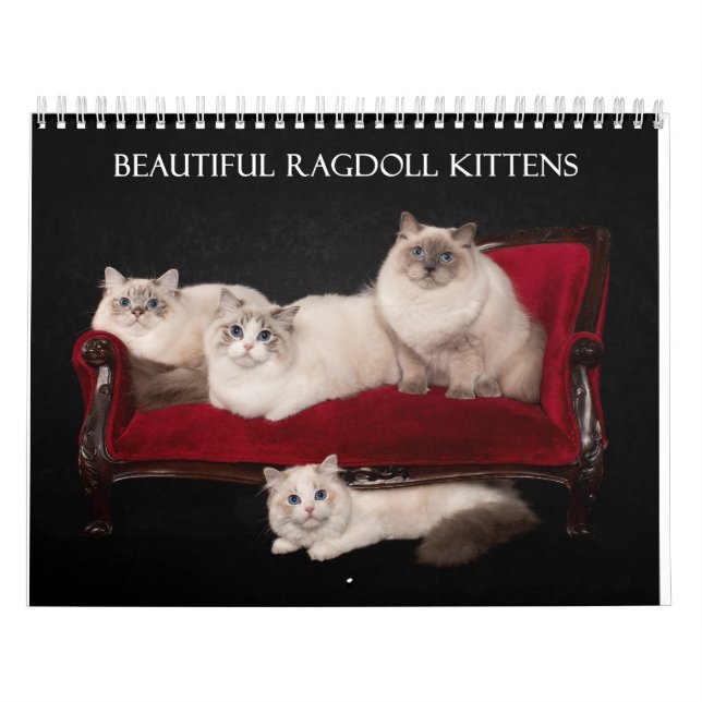 Calendário Ragdoll Kittens (Capa)