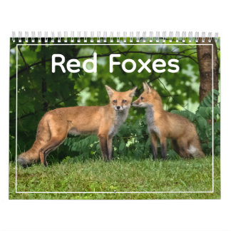 Calendário Red Foxes Calendar