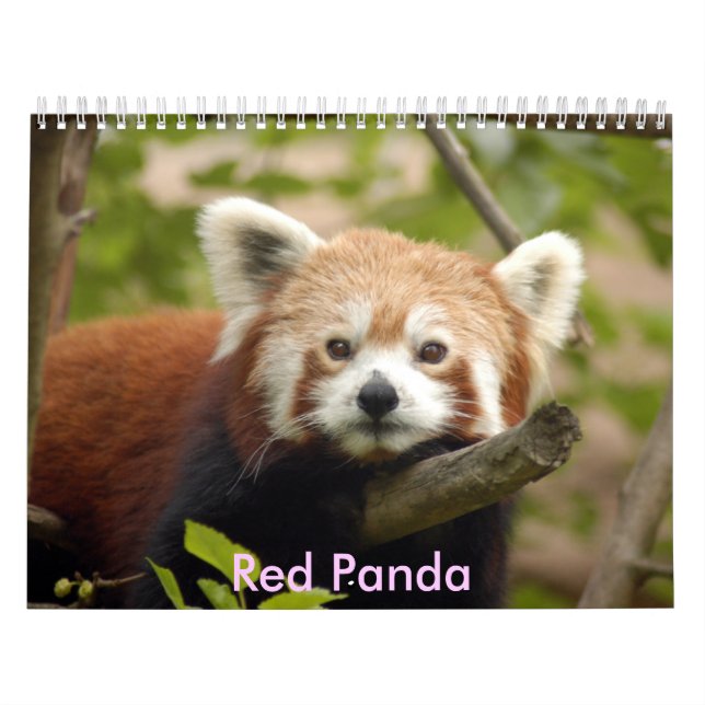 Calendário red-panda-005, panda vermelha (Capa)