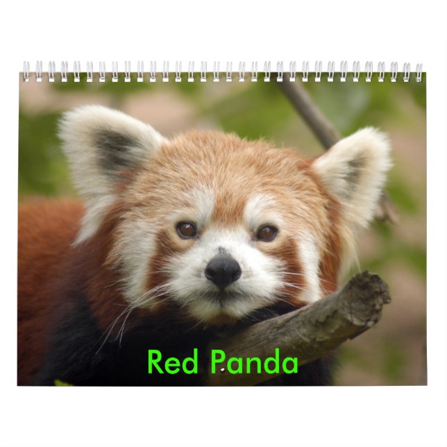 Calendário red-panda-010, panda vermelha (Capa)