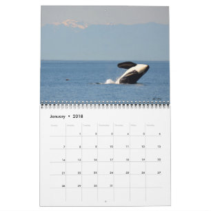 Calendário residente do sul da baleia de assassin