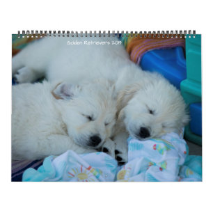 Calendário Retrievers dourados 2019
