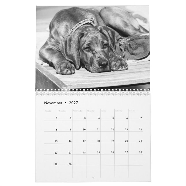 Calendário Rhodesian Ridgeback os 15 meses - (Nov 2027)