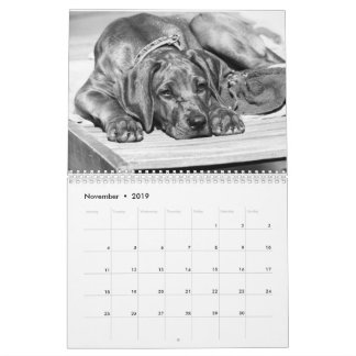 Calendário Rhodesian Ridgeback os 15 meses -