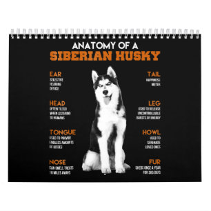 Calendário Rouco Anatomia Dos Cães-Pau Siberianos