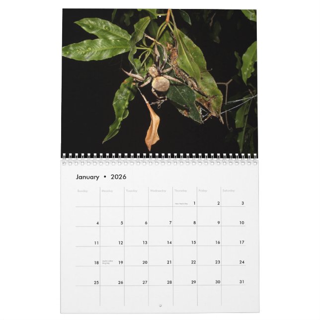 Calendário Segredos de uma aranha de jardim (Jan 2026)