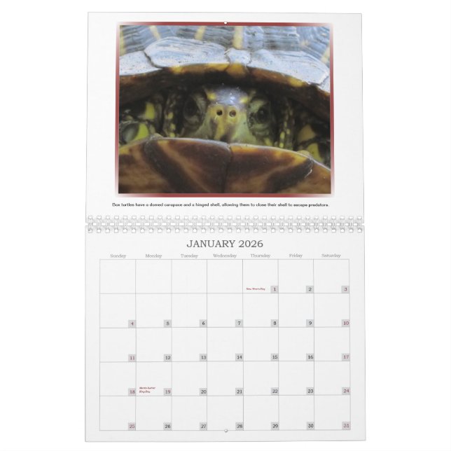 Calendário selvagem das caras 2013 (Jan 2026)