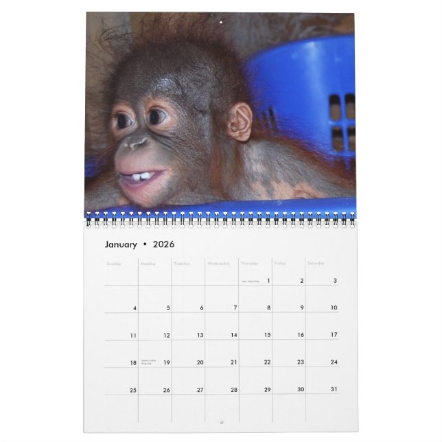 Calendário Selvagens - Bebês Orangutan (Jan 2026)