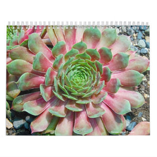 Calendário Sempervivum e Jovibarba