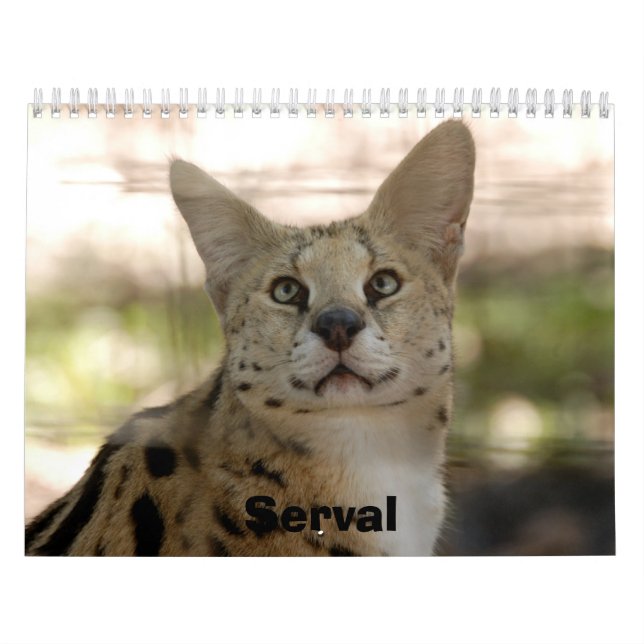 Calendário serval 017, Serval (Capa)