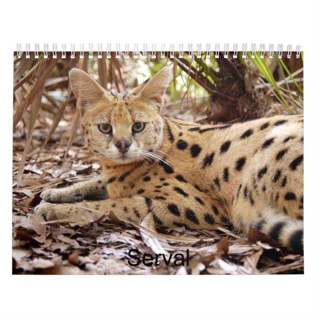 Calendário serval 025, Serval (Capa)