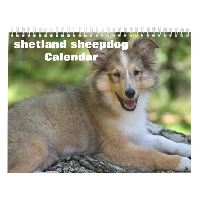 Calendário Shetland Sheepdog 2025 (Capa)
