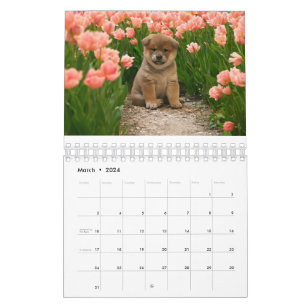 Calendário Shiba Inu Puppies