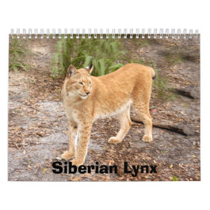 Calendário Siberian do lince, lince Siberian