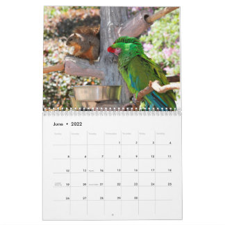Calendário Squirrel Calendar 2022