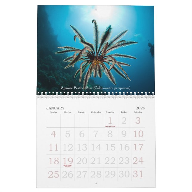 Calendário subaquático da vida marinha de 2012 (Jan 2026)