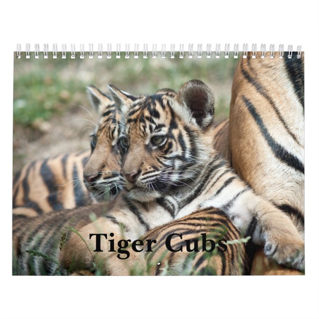 Calendário Tigre Cubs (Capa)