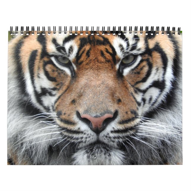 Calendário Tigre de Sumatran (Capa)