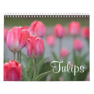 Calendário Tulipas