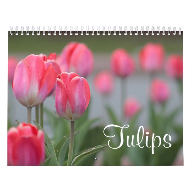 Calendário Tulipas (Capa)