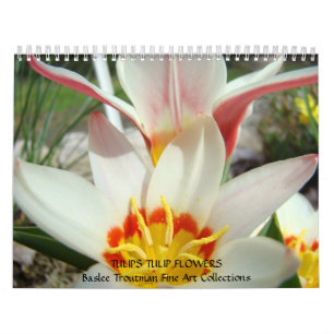 CALENDÁRIO TULIPAS Calendários Flores de Tulipa