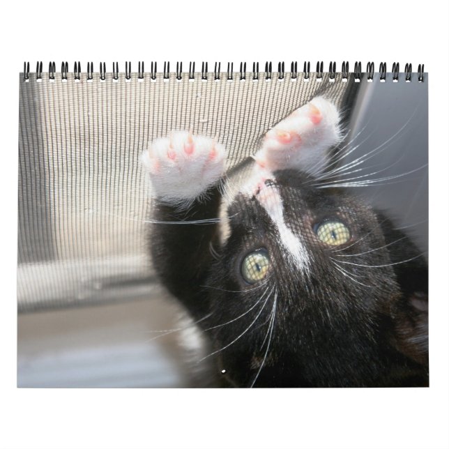 Calendário Um ano de fofocas (Capa)