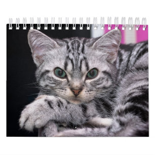 Calendário Um Ano De Fotografia De Gatinhos Bons